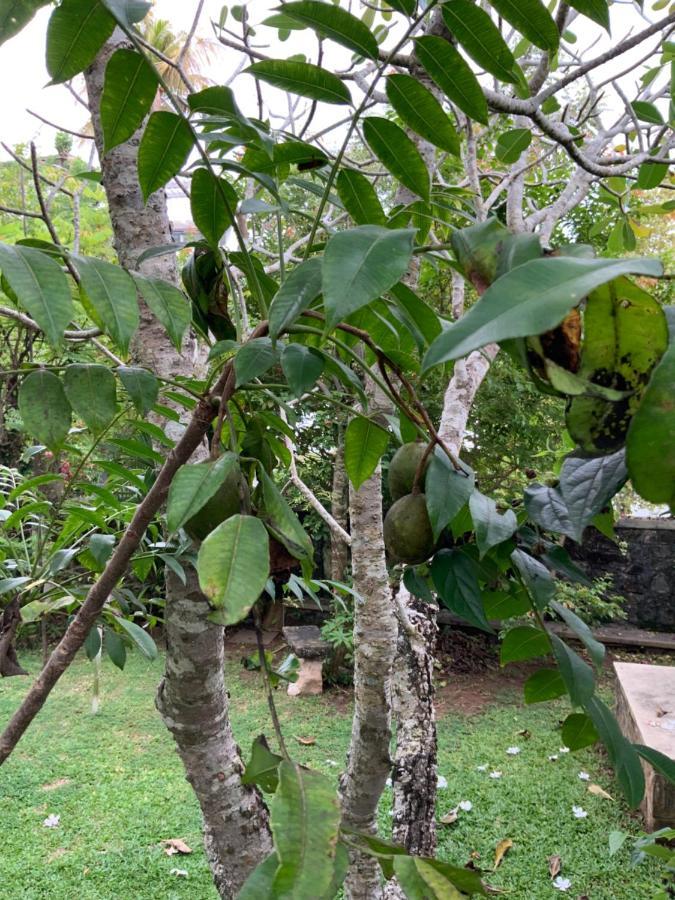 Lali Villa & Fruit Garden Galle Eksteriør bilde