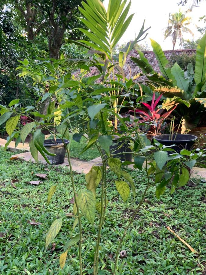 Lali Villa & Fruit Garden Galle Eksteriør bilde