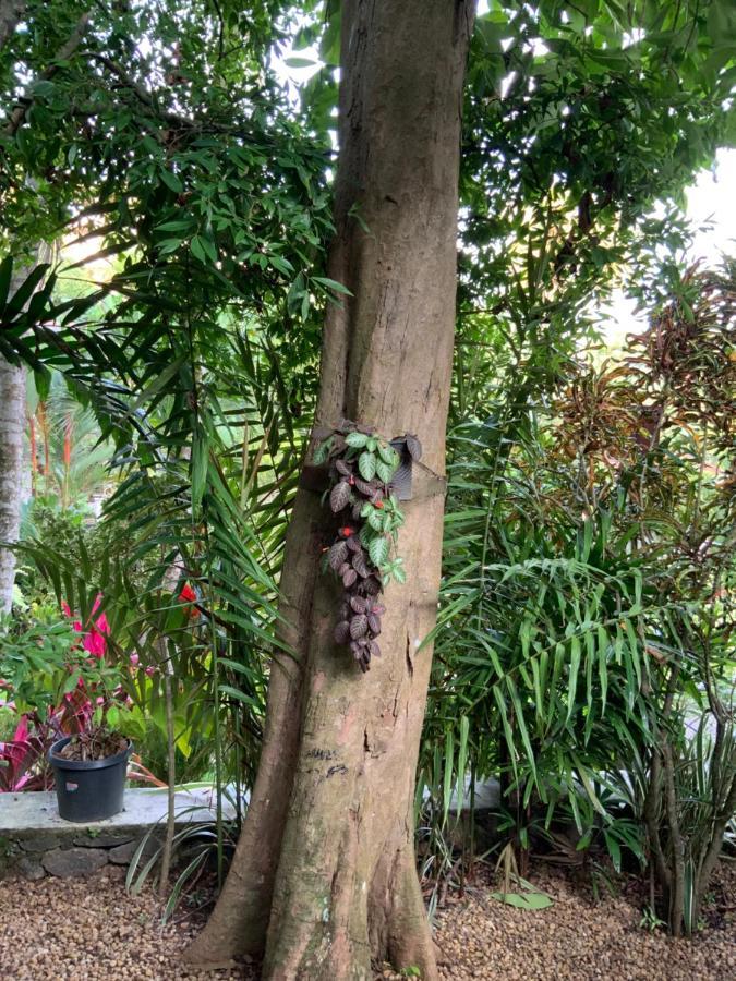Lali Villa & Fruit Garden Galle Eksteriør bilde